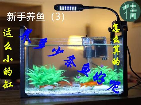 魚缸養幾隻魚比較好|【魚要養幾隻比較好】家裡養幾條魚財運好？養單數吉利還是雙。